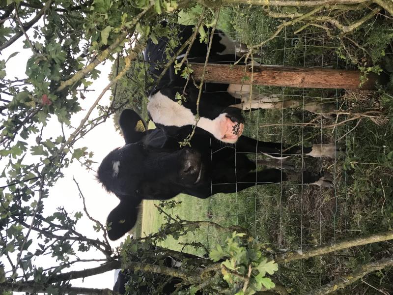 You might see these girls peeping through the fence!