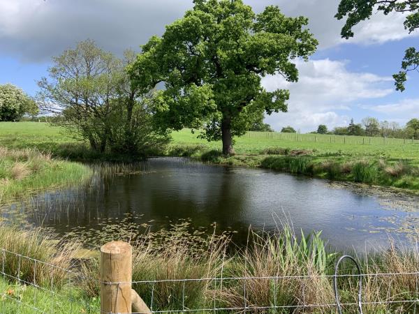 Pond at Oak Tree Farm