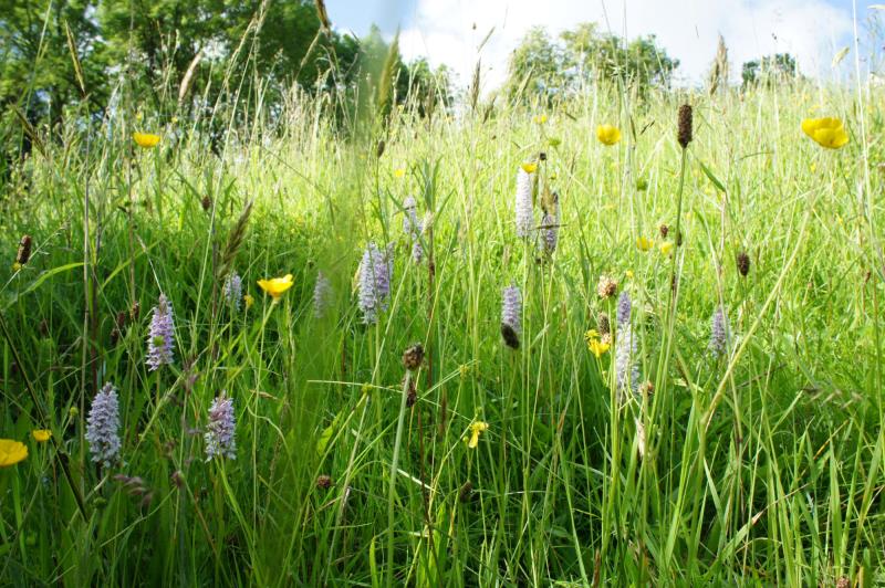 Wildflowers are abundant