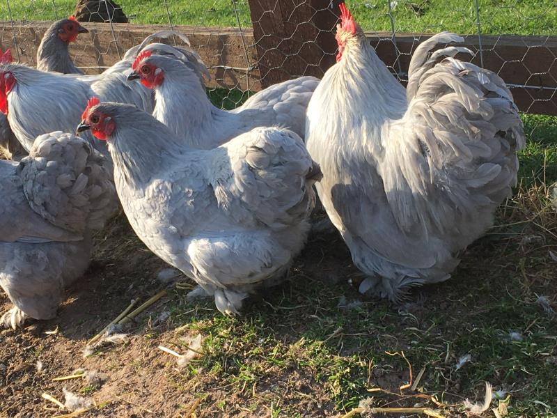 Chicken and bantam breeds