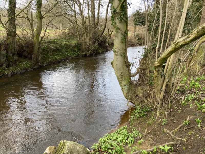 Beck at edge of site