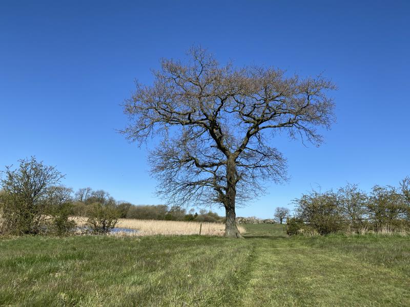 One of the many Oak Trees