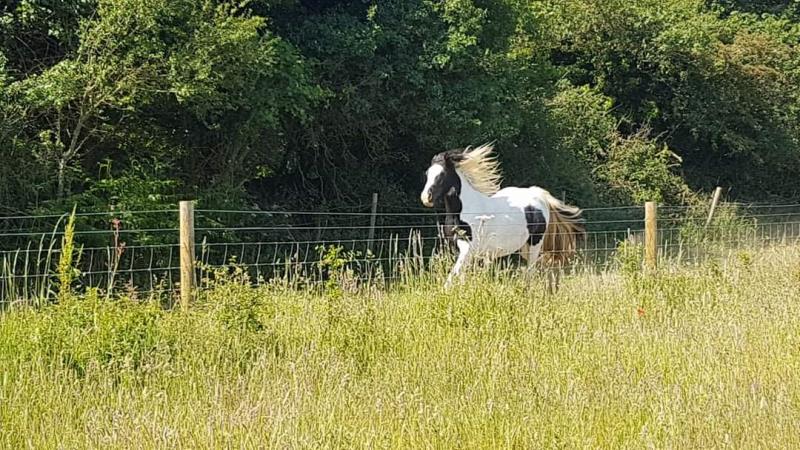 One of our ponies enjoying a run in the field