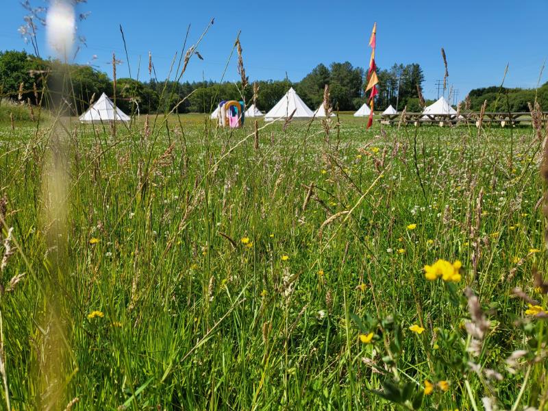 Peeping through the wild flower meadow grass