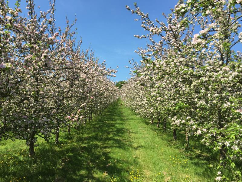 Orchard in Blosson